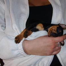 Prazsky krysarik Eta