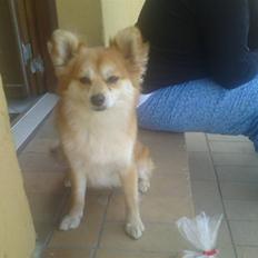 Blanding af racer Vips