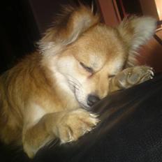 Blanding af racer Vips