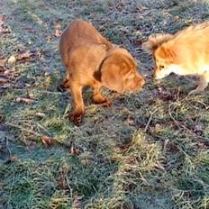 Labrador retriever Anton