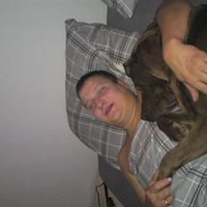 Labrador retriever Anton