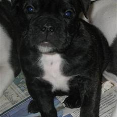 Olde english bulldogge (Romenis) Christa