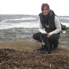 Olde english bulldogge (Romenis) Christa