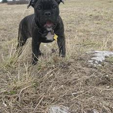 Olde english bulldogge (Romenis) Christa