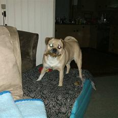 Blanding af racer charlie