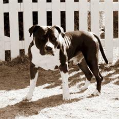 Amerikansk staffordshire terrier Tiger