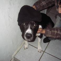 Amerikansk staffordshire terrier Tiger