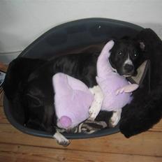 Amerikansk staffordshire terrier Tiger