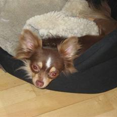 Chihuahua Felix <3