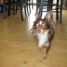 Chihuahua Felix <3