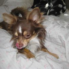 Chihuahua Felix <3