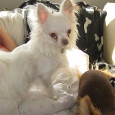 Chihuahua Hannibal <3