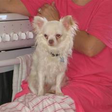 Chihuahua Hannibal <3