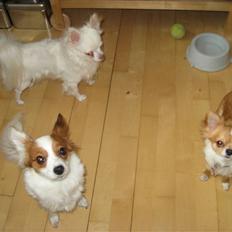 Chihuahua Hannibal <3