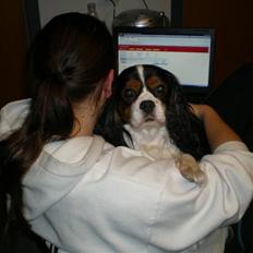 Cavalier king charles spaniel Mickey