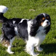 Cavalier king charles spaniel Mickey