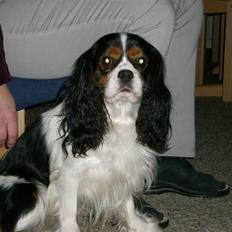 Cavalier king charles spaniel Mickey