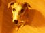 Whippet sir toby
