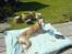 Whippet sir toby