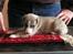Whippet sir toby
