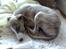 Whippet sir toby