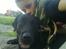 Labrador retriever Bjørn<3:b