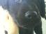 Labrador retriever Bjørn<3:b