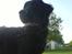 Labrador retriever Bjørn<3:b