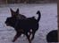 Rottweiler Paya (R.I.P) - så skal der leges!