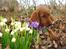Irsk setter Mårup Freya - Ude i blomsterne den 21 marts 2010