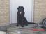 Labrador retriever Bjørn<3:b