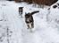 Siberian husky Luna  - søster kan ikke følge med