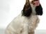 Cocker spaniel Vanilla Joy Dream Design - Ditte - 1 år gammel