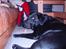 Labrador retriever Molli :D <3