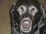 Labrador retriever Molli :D <3