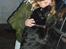 Labrador retriever Molli :D <3