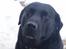 Labrador retriever Molli :D <3