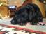 Labrador retriever Molli :D <3