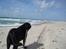 Labrador retriever Molli :D <3