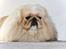 Pekingeser Nicolaj - Nicolaj