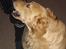 Golden retriever Paw