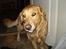 Golden retriever Paw