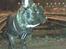 Fransk bulldog Rocky Balboa