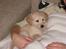 Golden retriever Aya