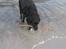 Blanding af racer Chano my soulmate!<3 - vandhund (´: <3 henter pind...<3 