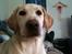 Labrador retriever Aya - hold da op, jeg har en stor næse:P