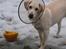 Labrador retriever Aya