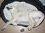Labrador retriever Aya - zzzZZzZZzz:P