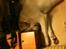 Labrador retriever Aya - Har et fladt hoved...