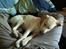 Labrador retriever Aya - ja.... ELSKER at putte ved far<3